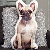 French Bulldog Cushion (Fawn)